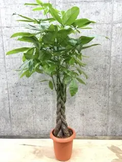現品】パキラ 古木 7号 茶鉢（2） - メルカリ