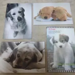 平成レトロ　犬の写真レターセット フォトレター便箋25枚封筒9枚