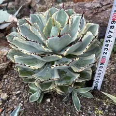 Top【選抜株】多肉植物　265393キュートバブル　35個　鉢無し/脱土 Top【選抜株】多肉植物 265393キュートバブル 35個 鉢無し/脱土 - メルカリ
