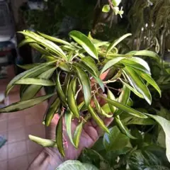 希少 トラディスカンティア ヒジョウバル 観葉植物 - メルカリ