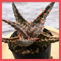 2025年最新】ロウルサンコ アロエの人気アイテム - メルカリ