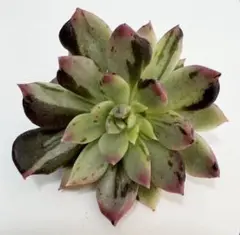 ミーミー様 専用