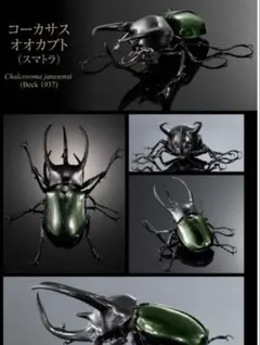 いきもの大図鑑アドバンス　コーカサスオオカブト（スマトラ）オンライン版