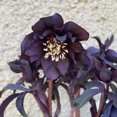 2026年最新】広瀬園芸の人気アイテム - メルカリ