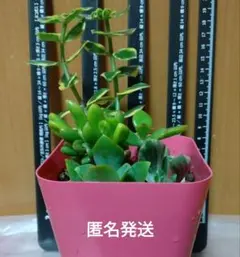 2025年最新】ゴーラム錦の人気アイテム - メルカリ