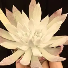 げそりん様 リクエスト 2点 まとめ商品