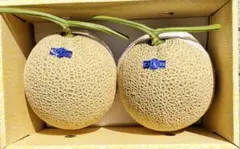 高知産 贈答用 温室マスクメロン 2玉 約4，5Kg 秀品 北海道沖縄発送