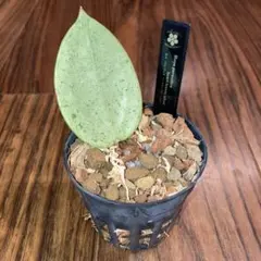 y*i様 【オークション】ホヤ パラシティカ ハートリーブス シルバーZ