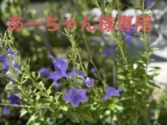 あーちゃん様専用　ガイドブック
