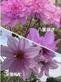 2025年最新】苗 花の人気アイテム - メルカリ