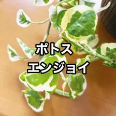 2025年最新】ポトス エンジョイの人気アイテム - メルカリ