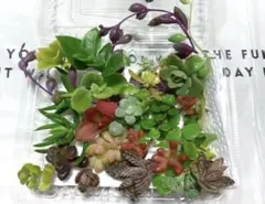 多肉植物 セダムカット 15品種以上