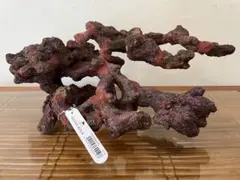 珊瑚 オブジェ 拝見 額入り 石付き - メルカリ