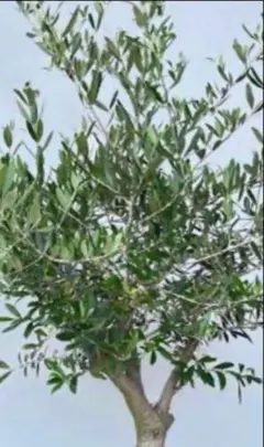 オリーブ　木　苗穂　4本セット観葉植物のサムネイル