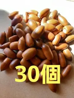 どんぐり　マテバシイ　30個