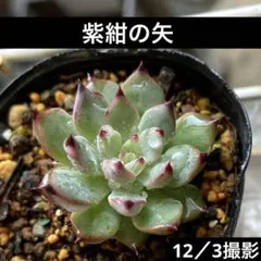 2025年最新】紫紺の矢 ミックスベリアの人気アイテム - メルカリ