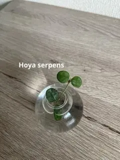 Hoya serpens ホヤ セルペンス　カット苗 希少