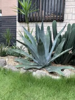 トコちゃんさん専用❣️子株2つ❣️特大美株❣️アガベ アメリカーナ 華厳 2025年最新】アガベアメリカーナの人気アイテム - メルカリ