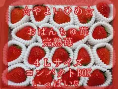 専用♡④はるひ♡完熟苺♡３Ｌサイズ♡コンパクトBOXいっぱい おぱんちゅ苺♡星うらら♡完熟苺♡4Lサイズ♡コンパクトBOXいっぱい