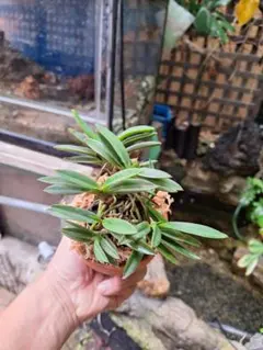 富貴蘭　花物、覆輪、縞、紅花、大株立ちコルク原木着生 2025年最新】富貴蘭 紅の人気アイテム - メルカリ