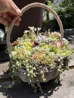 多肉植物 円形アレンジメント 30cm リース - メルカリ