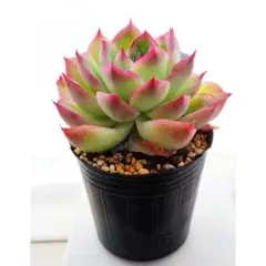 美苗!黒壇エボニー 抜き苗 エケベリア 多肉植物 - メルカリ