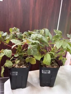 2025年最新】ベイセリアメキシカーナの人気アイテム - メルカリ