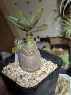 しゃけ太郎様 リクエスト 2点 まとめ商品