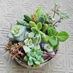 《 多肉植物 》カット苗セット ❤ 可愛い詰め合わせ