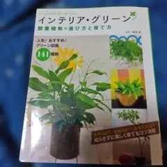 インテリア・グリーン観葉植物の選び方と育て方