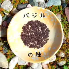 【ハーブ】バジルの種 農薬不使用 香川県産