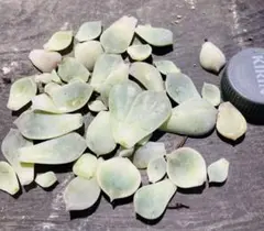 多肉植物☆葉挿し用☆白牡丹☆約30枚