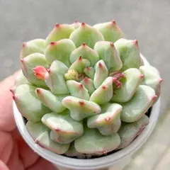 大人気 多肉植物 エケベリア 抹茶シュー 超美苗 レア種