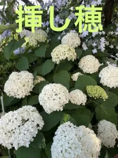 アナベル苗 A ネコポス発送 - メルカリ