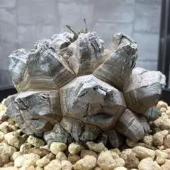 D11 亀甲竜 大株 塊根植物 コレクション株のサムネイル
