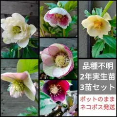 2026年最新】大森プランツの人気アイテム - メルカリ