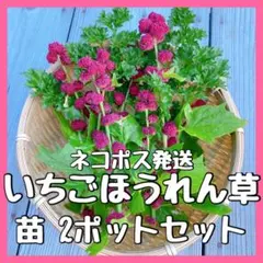 ちくわ様 リクエスト 2点 まとめ商品