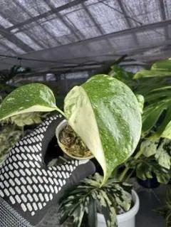 U8モンステラ　タイコンステレーション　厳選斑入り 2寸ポリポットネコポス発送 4モンステラ タイコンステレーション 厳選斑入り 2寸ポリポット