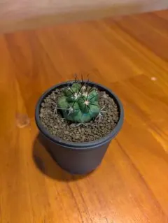 2026年最新】コピアポア 種の人気アイテム - メルカリ