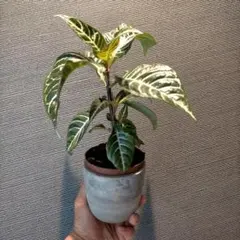 もっちゃん様 リクエスト 2点 まとめ商品