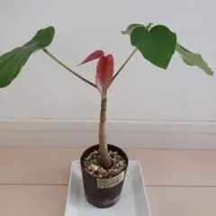 プセウドボンバックス・エリプティクム 塊根植物 夏型 コーデックス