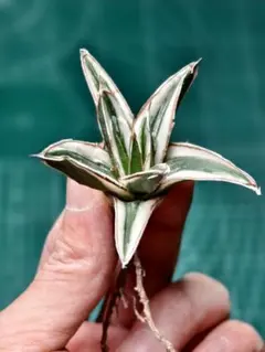 2026年最新】アガベ 氷山の人気アイテム - メルカリ