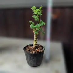 tama様 リクエスト 2点 まとめ商品