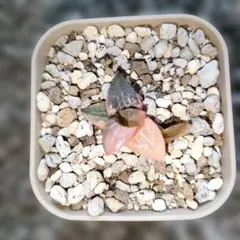 2025年最新】ハオルチア ハオルチア 酒呑童子の人気アイテム - メルカリ