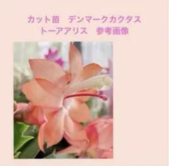 カット苗約10本：トーアアリス　シャコバサボテン　デンマークサボテン　多肉植物のサムネイル