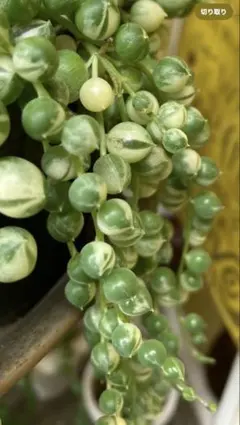 マーブルネックレス他8種のネックレスセット