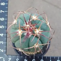 H*u様 太平丸 実生 大株 鉢植え メルカリ便送料込み H*u様 太平丸 実生 大株 鉢植え メルカリ便送料込み 太平丸 実生