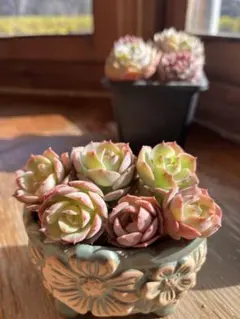 mi様 リクエスト 3点 まとめ商品