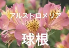 2025年最新】アルストロメリア 球根の人気アイテム - メルカリ