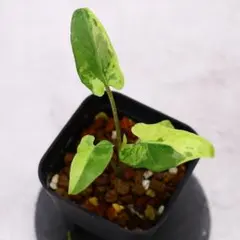 2025年最新】アロカシアの人気アイテム - メルカリ